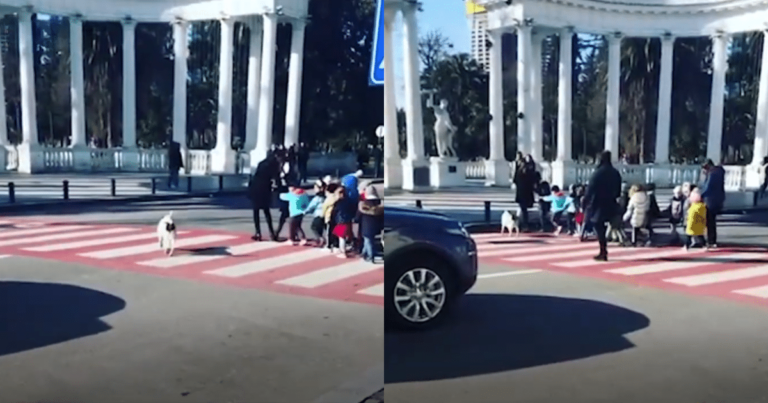 Stray Dog Becomes Local Hero by Protecting Students as a
Crossing Guard