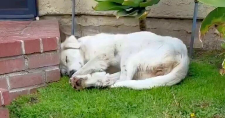 Stray Picks The ‘Perfect Yard’ To Sleep In, It Was
Serendipitous