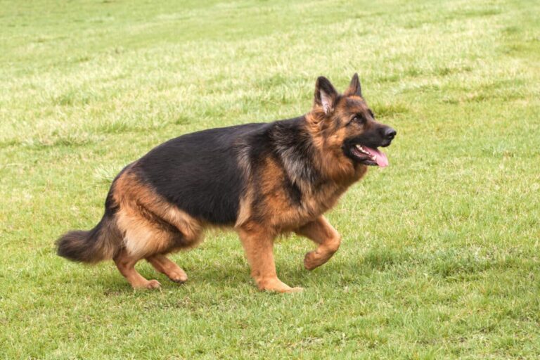 The 10 Most Protective Dog Breeds