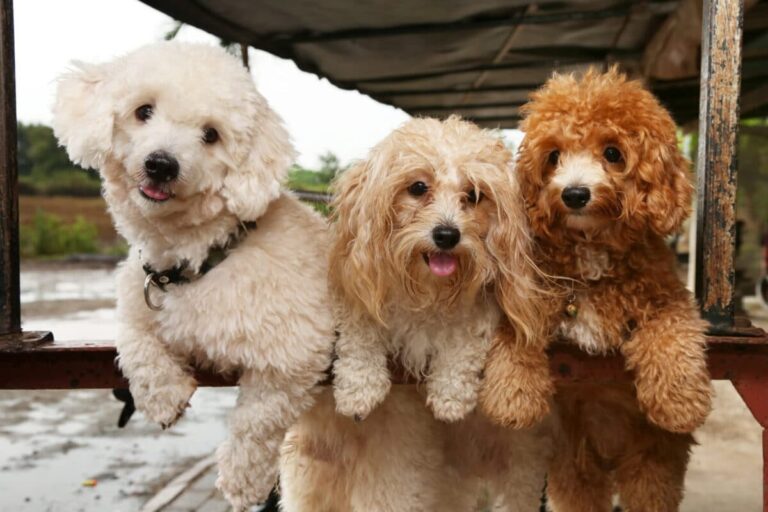 The 10 Most Social Dog Breeds On Earth