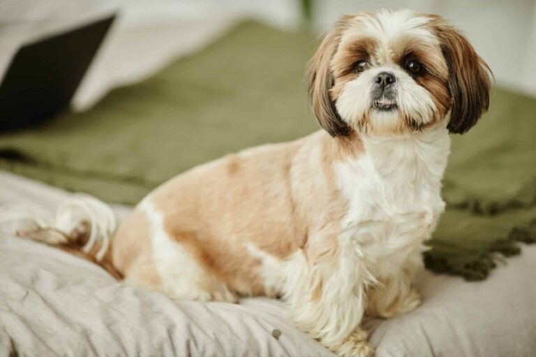 The 11 Easiest-To-Live-With Dog Breeds