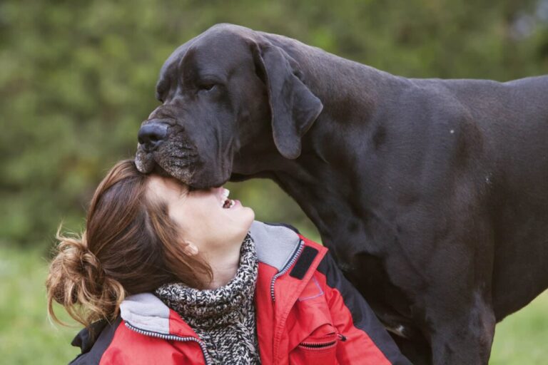 The 11 Most Clingy Dog Breeds On Earth