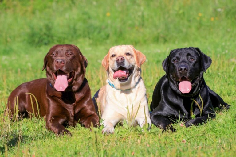 The 7 Most Popular Retriever Dog Breeds