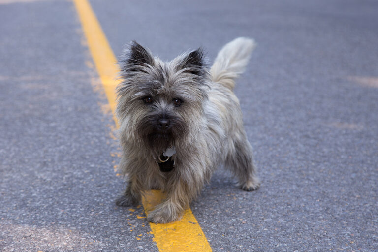 Wheaten Cairn Terrier Dog Breed: Info, Pictures, Care,
&amp; Facts