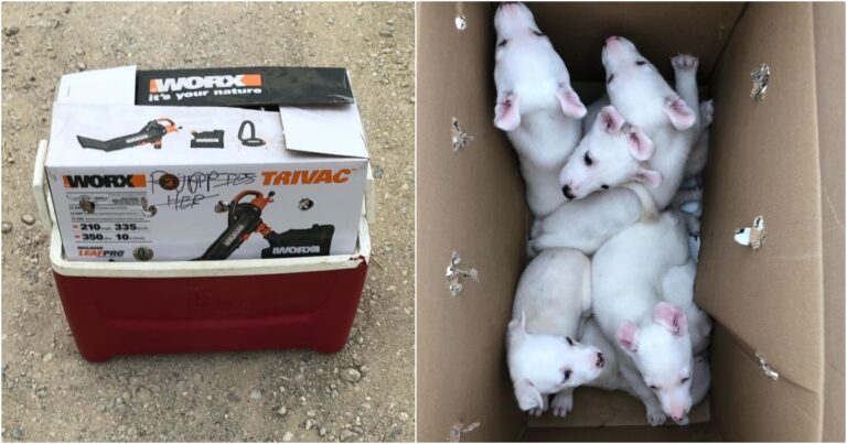 When Good People Find A Box Of Puppies With ‘Misspelled
Message’