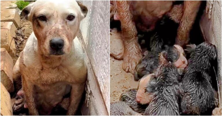 When They Stumbled Across Dog In Mud Pit, It Was Clear She
Wasn’t Alone