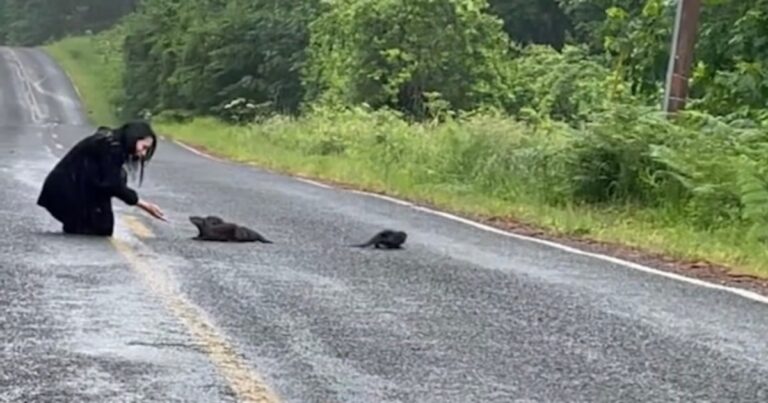 Woman Stops For Pups Stranded In The Road But They’re Not
Dogs At All