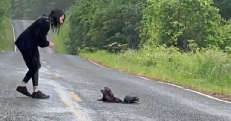 Woman Stops For ‘Furry Clumps’ In Road And Ushers Them To
Safety