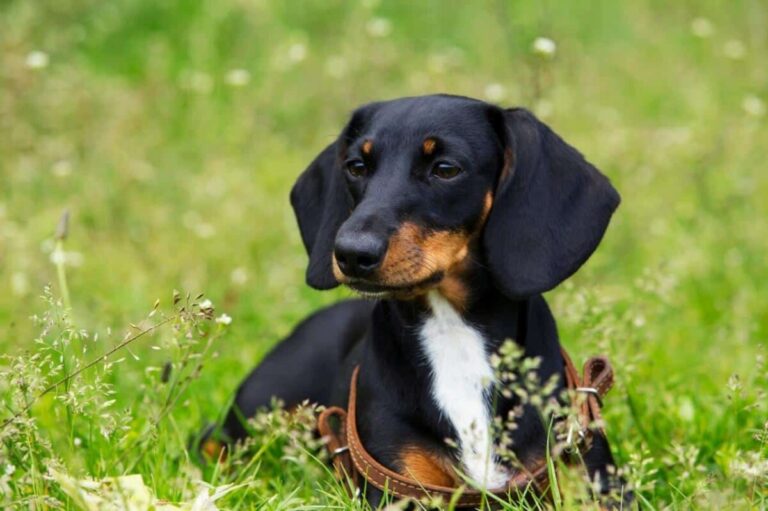 10 Dog Breeds Similar To Beagles