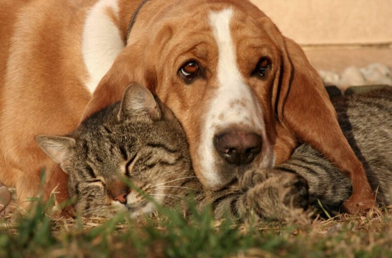 10 Dog Breeds That Are Great with Cats