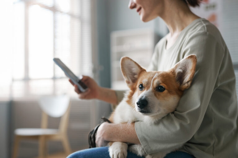 10 Most Popular Vet Apps for Your Pet (2024 Update)