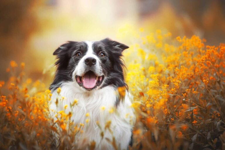 10 Secret Superpowers Of The Border Collie