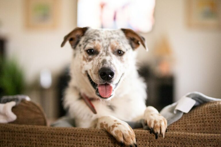 10 Things Every Australian Cattle Dog Owner Needs in Their
Home