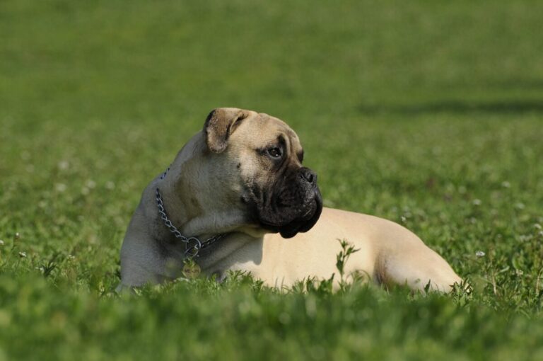 10 Things Every Bullmastiff Owner Needs in Their
Home