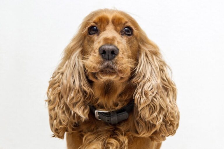 10 Things Every Cocker Spaniel Owner Needs in Their
Home