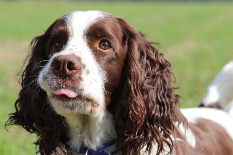 10 Things Every English Springer Spaniel Owner Needs in
Their Home