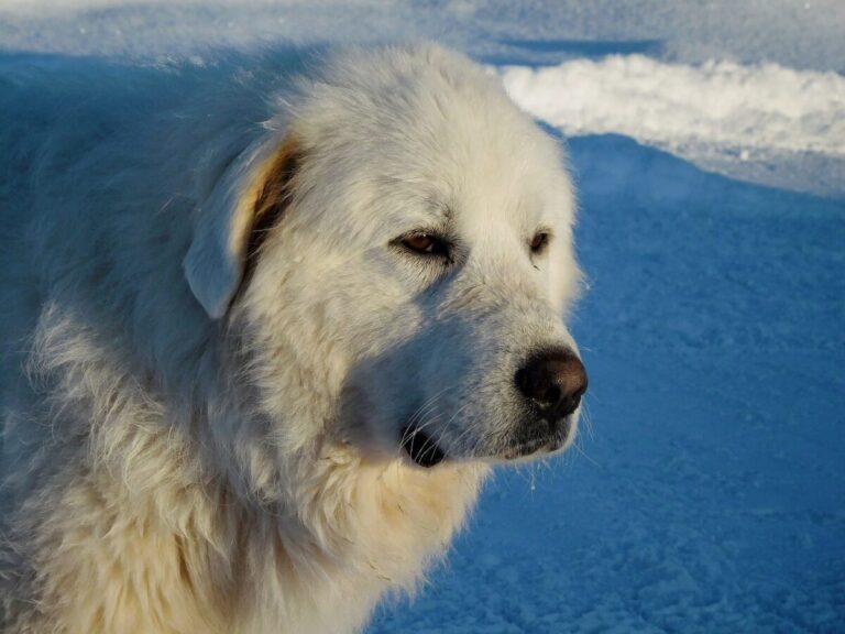 10 Things Every Great Pyrenees Owner Needs in Their
Home