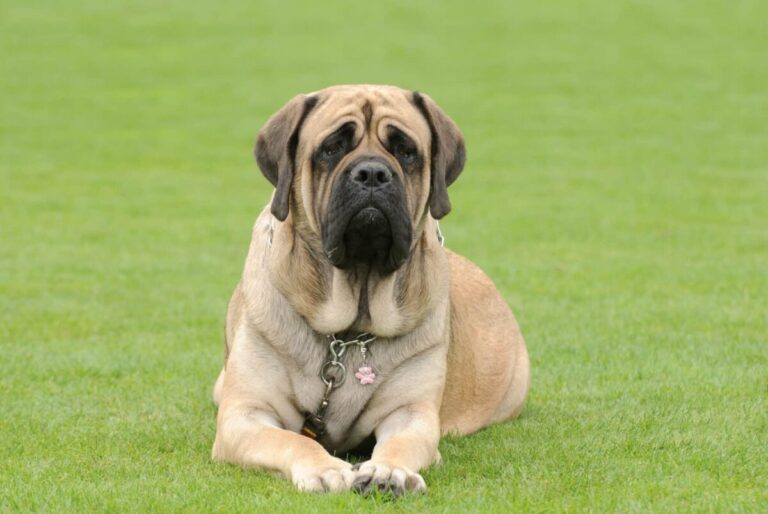 10 Things Every Mastiff Owner Needs in Their Home