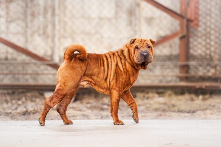 10 Things Every Shar Pei Owner Needs in Their Home