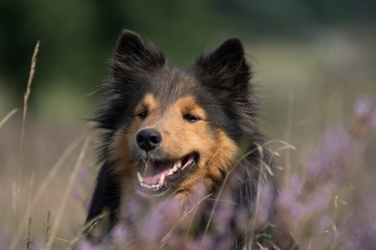 10 Things Every Sheltie Owner Needs in Their Home