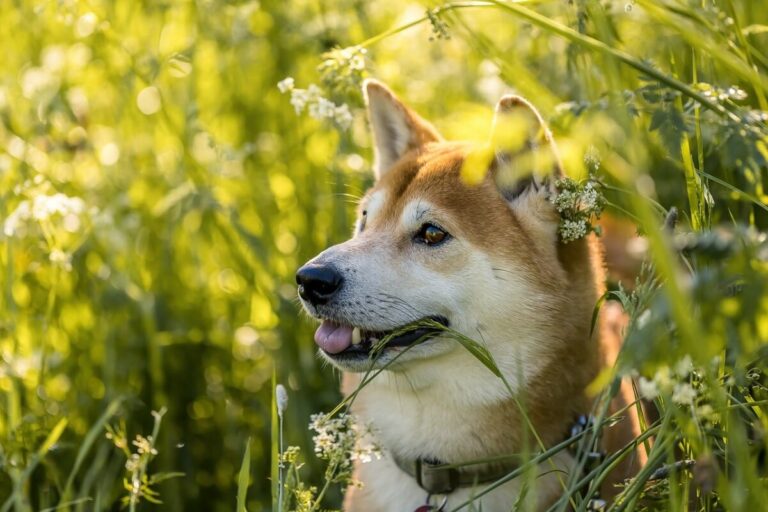 10 Things Every Shiba Inu Owner Needs in Their Home