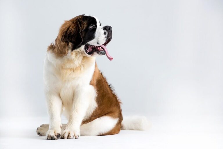 10 Things Every St. Bernard Owner Needs in Their
Home