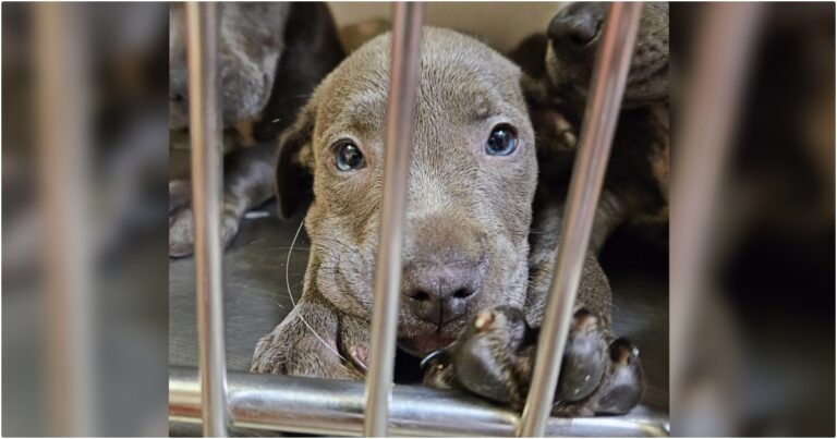 11 Abandoned Puppies Beg Shelter Visitors To Take Them
Home