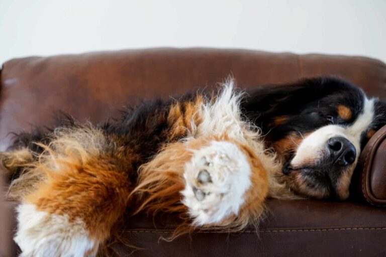 11 Dog Breeds Who Seem to Have Endless Patience