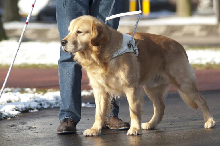 11 Dogs Who Make the Best Service Companions