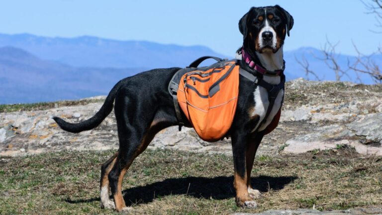 11 Reasons Greater Swiss Mountain Dogs Are Truly
Special