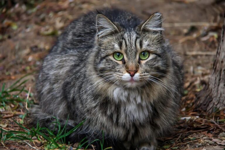 12 Best Cat Breeds for First-Time Pet Owners