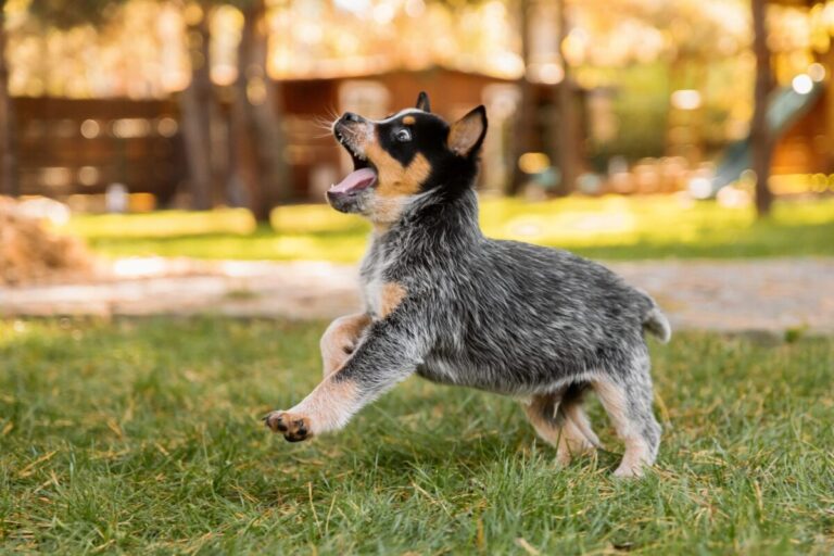 12 Dog Breeds Only Experienced Trainers Should Own