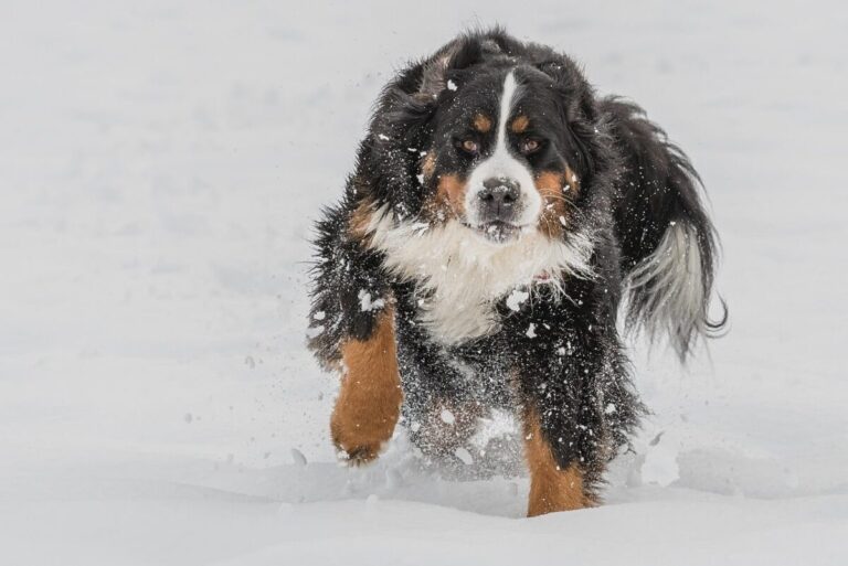 12 Dog Breeds That Excel In Cold Weather Activities