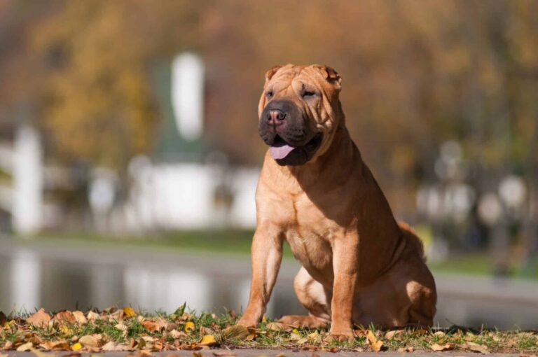 12 Dog Breeds That Love Being Alone (and 5 That Hate
Solitude)