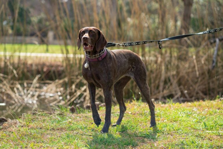 12 Dog Breeds That Love Hiking (and 5 That Hate Long
Walks)