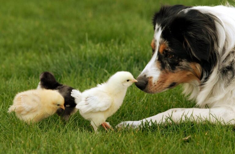 12 Dog Breeds That Love Other Animals (and 5 That Hate Other
Pets)