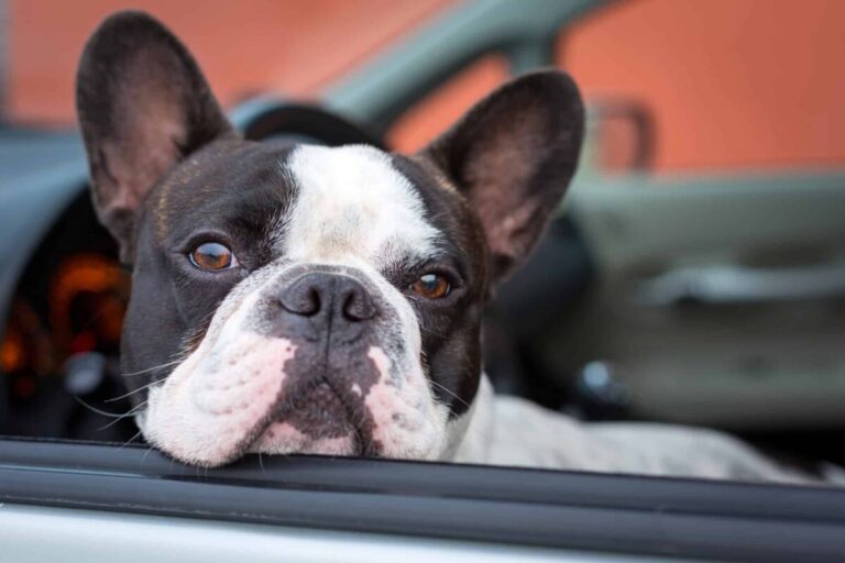 12 Dogs Who Love Car Rides (and 5 That Don’t)