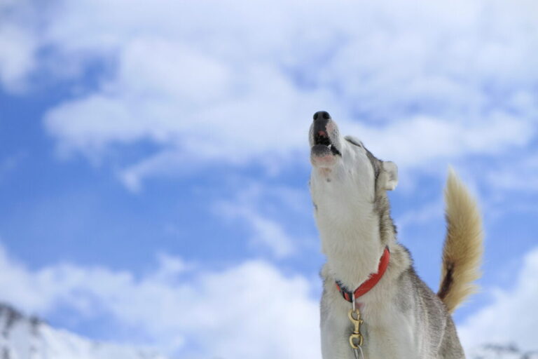 12 Fascinating Explanations for Why Dogs Howl at
Sirens