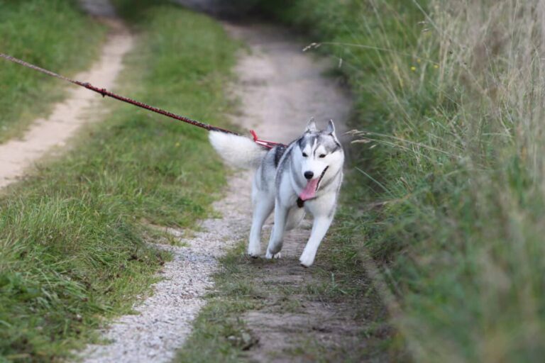 12 Surprising Reasons Dogs Sometimes Refuse to Walk