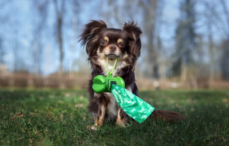 12 Unexpected Causes of Dogs Being Scared of Plastic
Bags