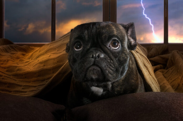 12 Unexpected Causes of Dogs’ Fear of Thunder