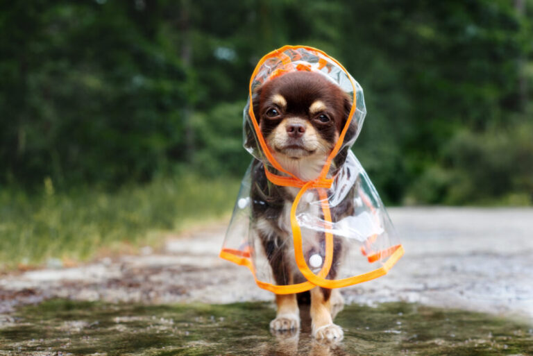 12 Unexpected Reasons Dogs Refuse to Poop When It’s
Raining