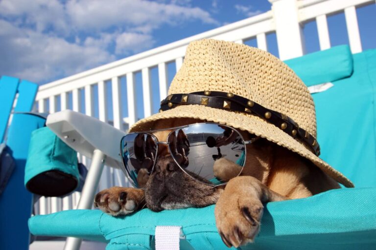 13 Dog Breeds Who Are Happy to Chill Indoors