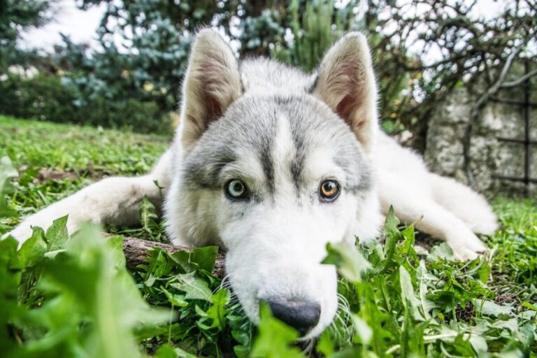 13 Dog Breeds With A Reputation For Disobedience