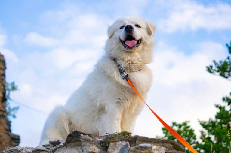 13 Impressive Large White Dog Breeds That Steal
Hearts