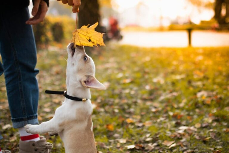 13 Shocking Reasons Dogs Sometimes Eat Rocks or Non-Food
Items