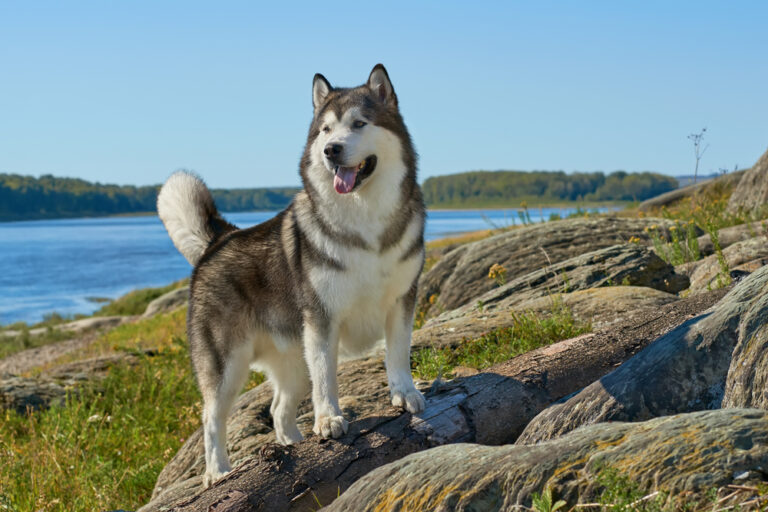 13 Vet-Verified Alaskan Malamute Facts That You’ll Love to
Learn