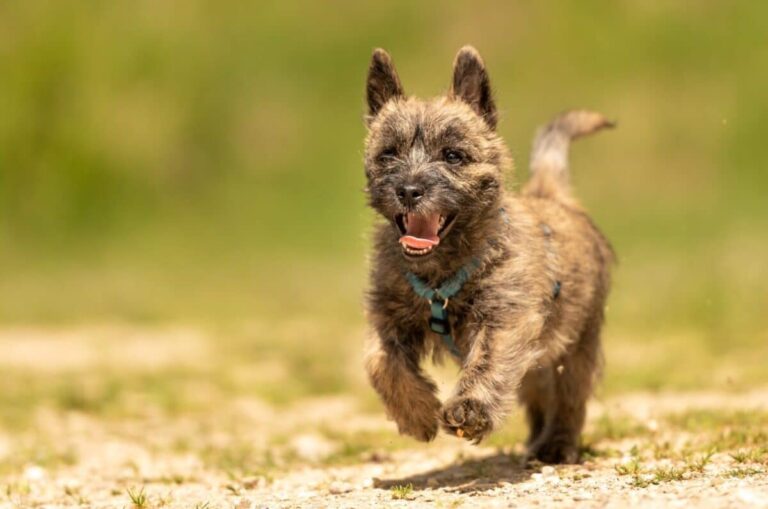 14 Adorable Brindle Dog Breeds You Need To Know