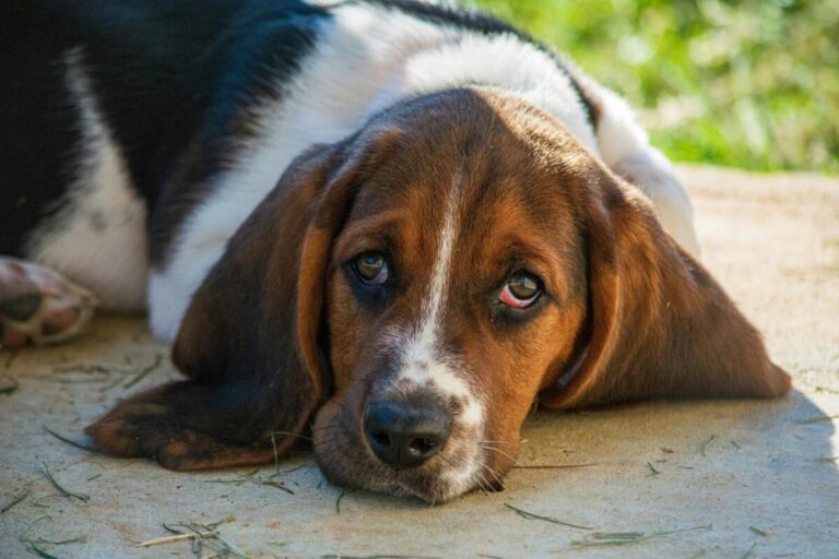 14 Dog Breeds Least Likely to Bite