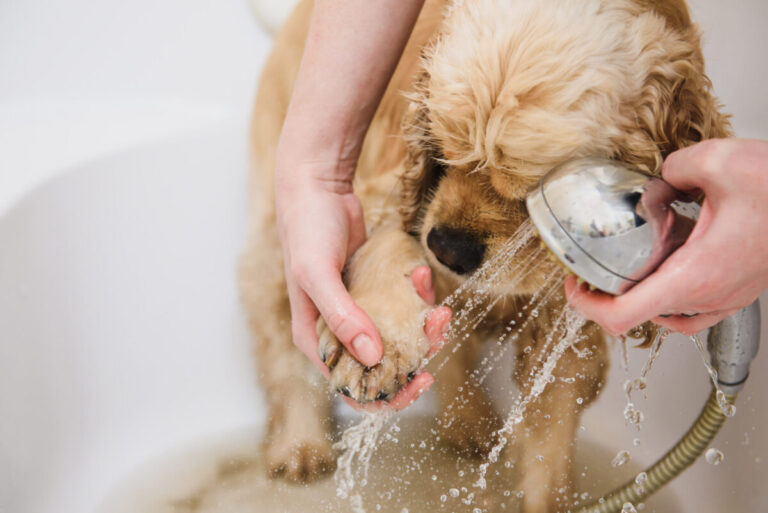 14 Fascinating Causes of Dogs Hating to Get Their Paws
Wet